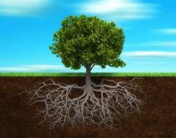 raices arbol small